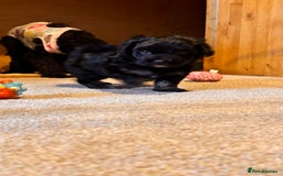 Yorkiepoo dogs for sale: Beautiful puppies  - Image 14