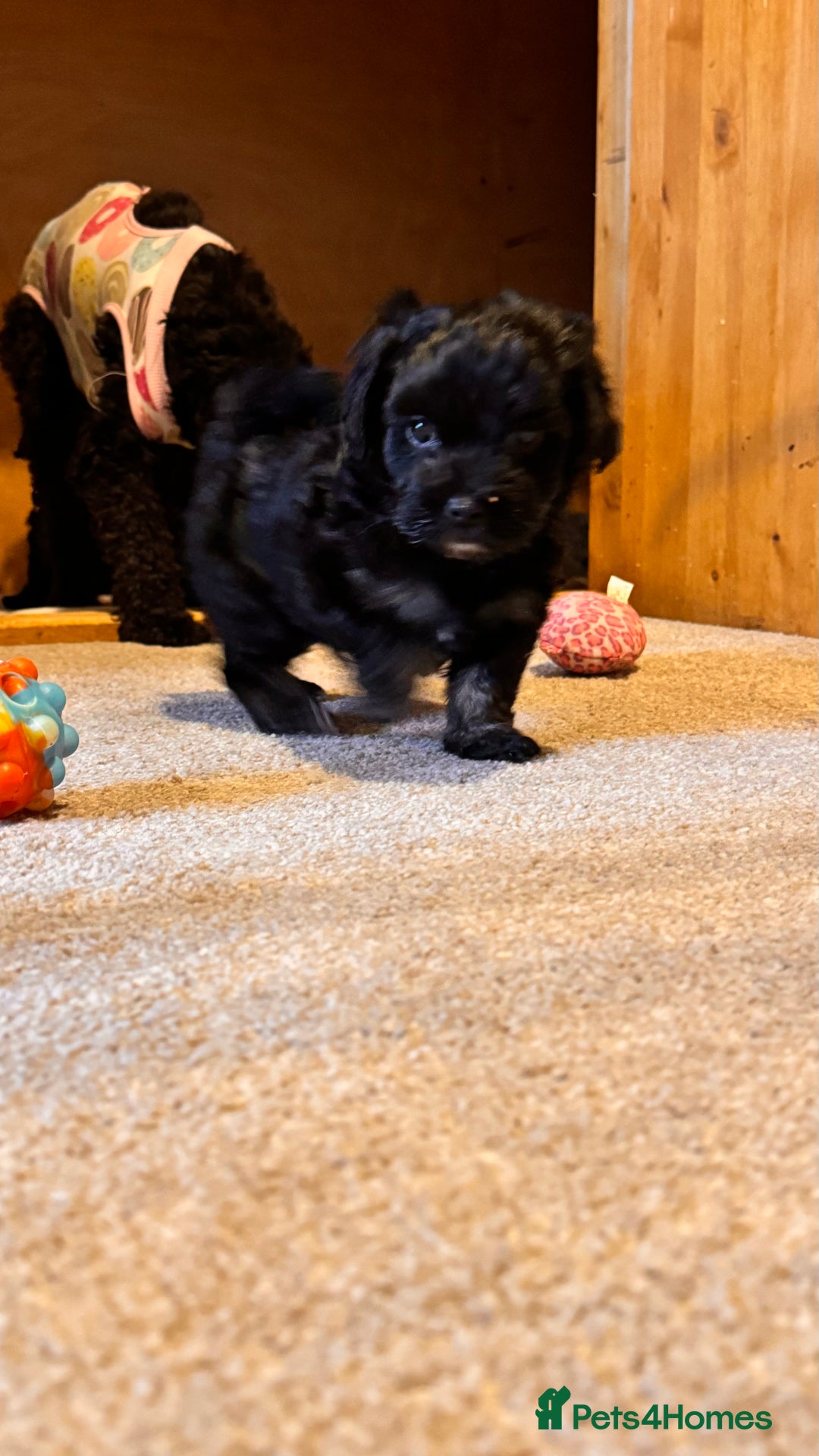 Yorkiepoo dogs for sale: Beautiful puppies  - Image 14