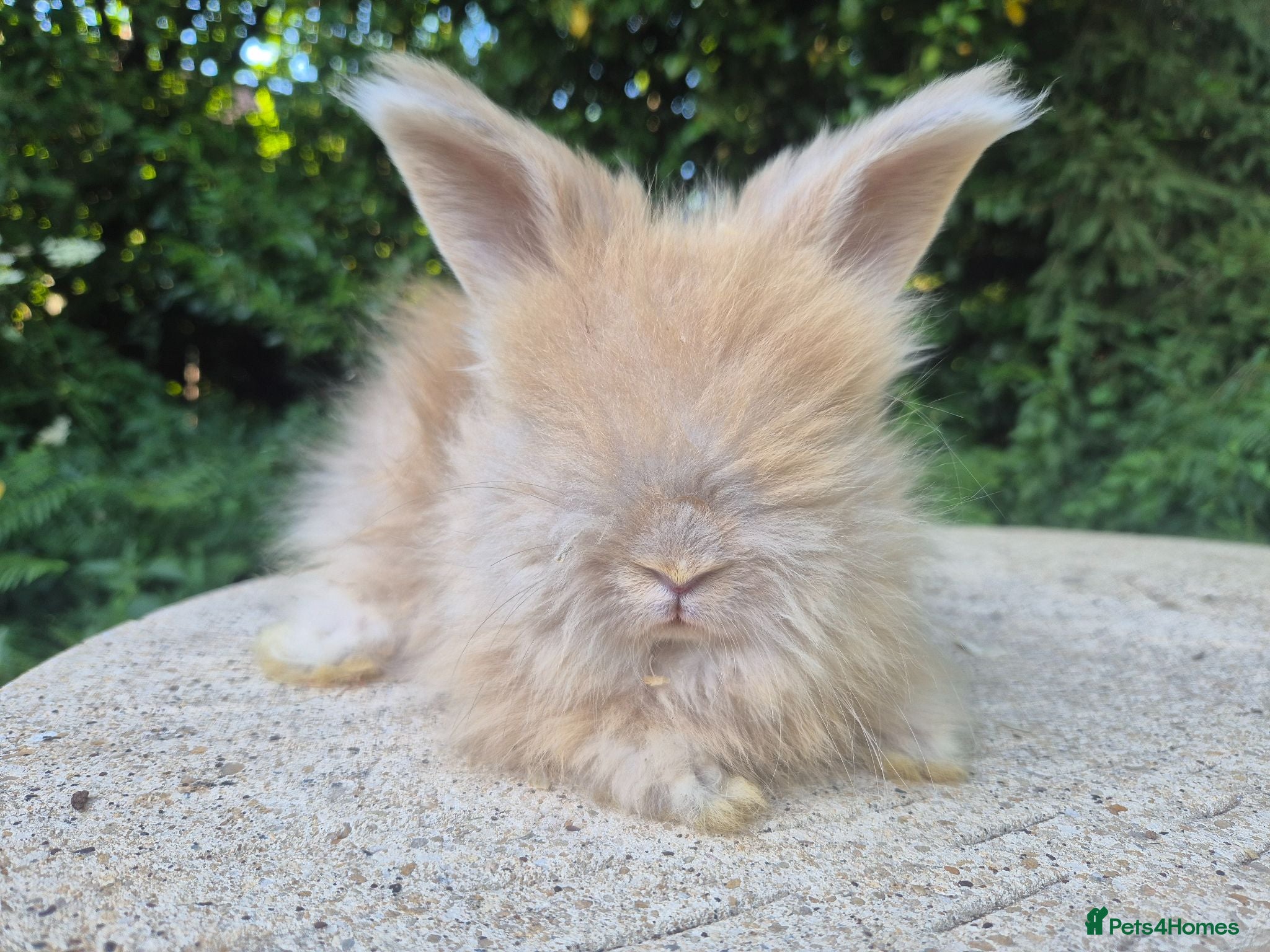 Angora rabbits 🌟STUNNING ANGORA BABIES- maxi full face 🌟 - Advert 2