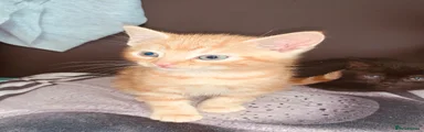 British Shorthair 1