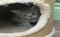 Scottish Fold cats for sale: Scottish straights  - Image 21