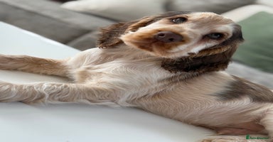 Cocker Spaniel dogs - Advert 6