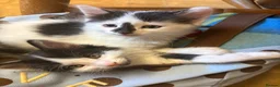 Mixed Breed cats for sale: Pretty kittens looking for loving homes  - Advert 8