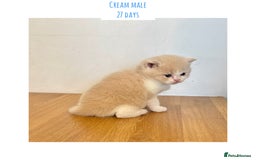 British Shorthair cats for sale: Gccf registered British shorthair kittens - Image 11