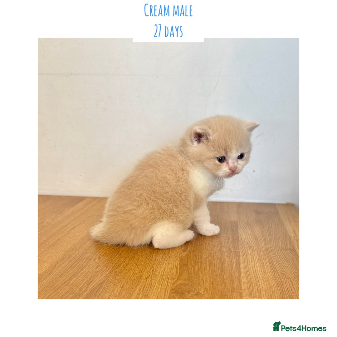 British Shorthair cats for sale: Gccf registered British shorthair kittens - Image 11