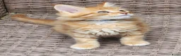 Maine Coon cats for sale: Maine Coon ginger Ready Now!! Absolutely gorgeous! - Advert 15