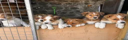 Mixed Breed dogs for sale: Collie pups (2 Male)   in Isle of Mull - Advert 5