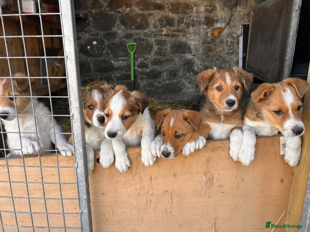Mixed Breed dogs for sale: Collie pups (2 Male)   in Isle of Mull - Advert 5