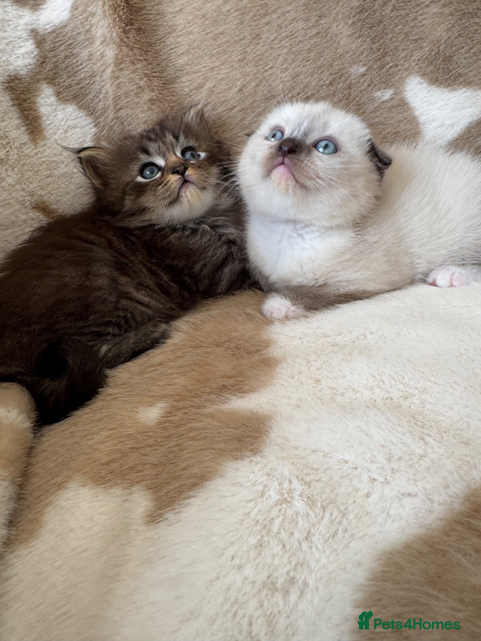 Scottish Fold cats ✨Adorable Scottish Fold Kittens 🐾 - Advert 1