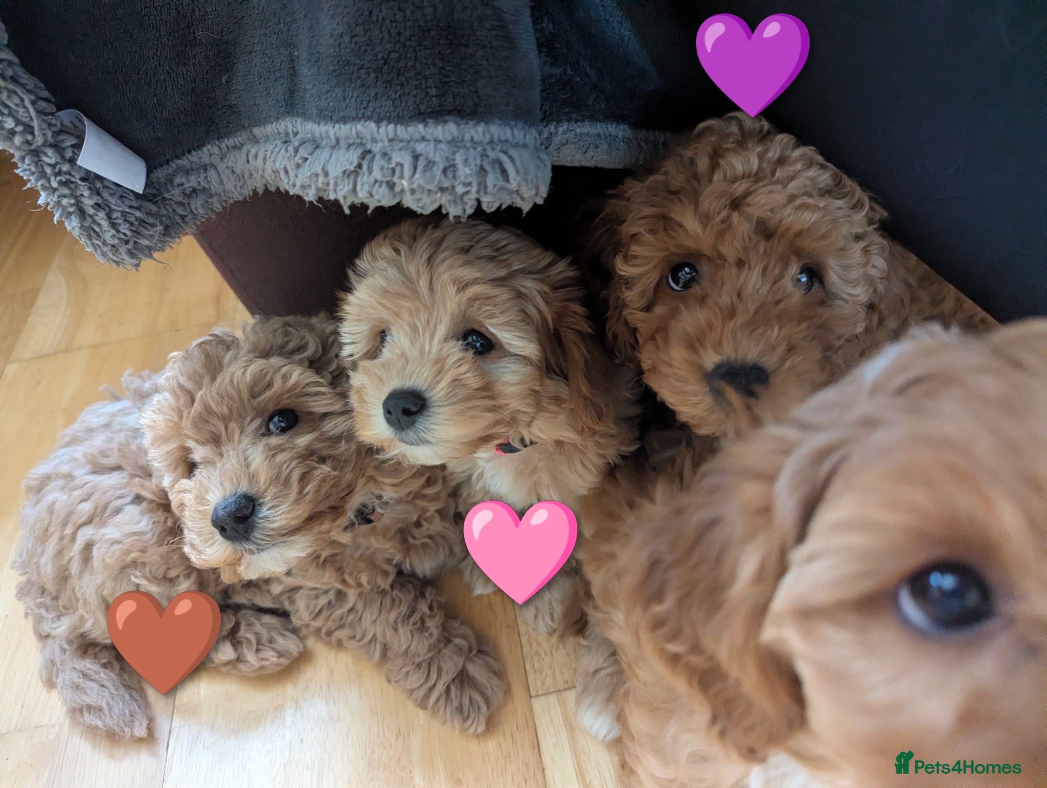 Cavapoo dogs Toy/Small Cavapoo Puppies – Ready 🐾 4💙 2🩷 - Advert 8