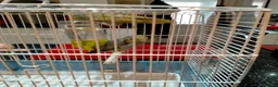 Parrots birds for sale: PAIR OF CELESTIAL PARROLETS LARGE CAGE ON WHEELS - Advert 8
