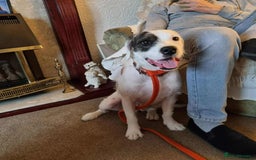 Mixed Breed dogs for adoption: Artemis - Fakenham Norfolk  - Image 2