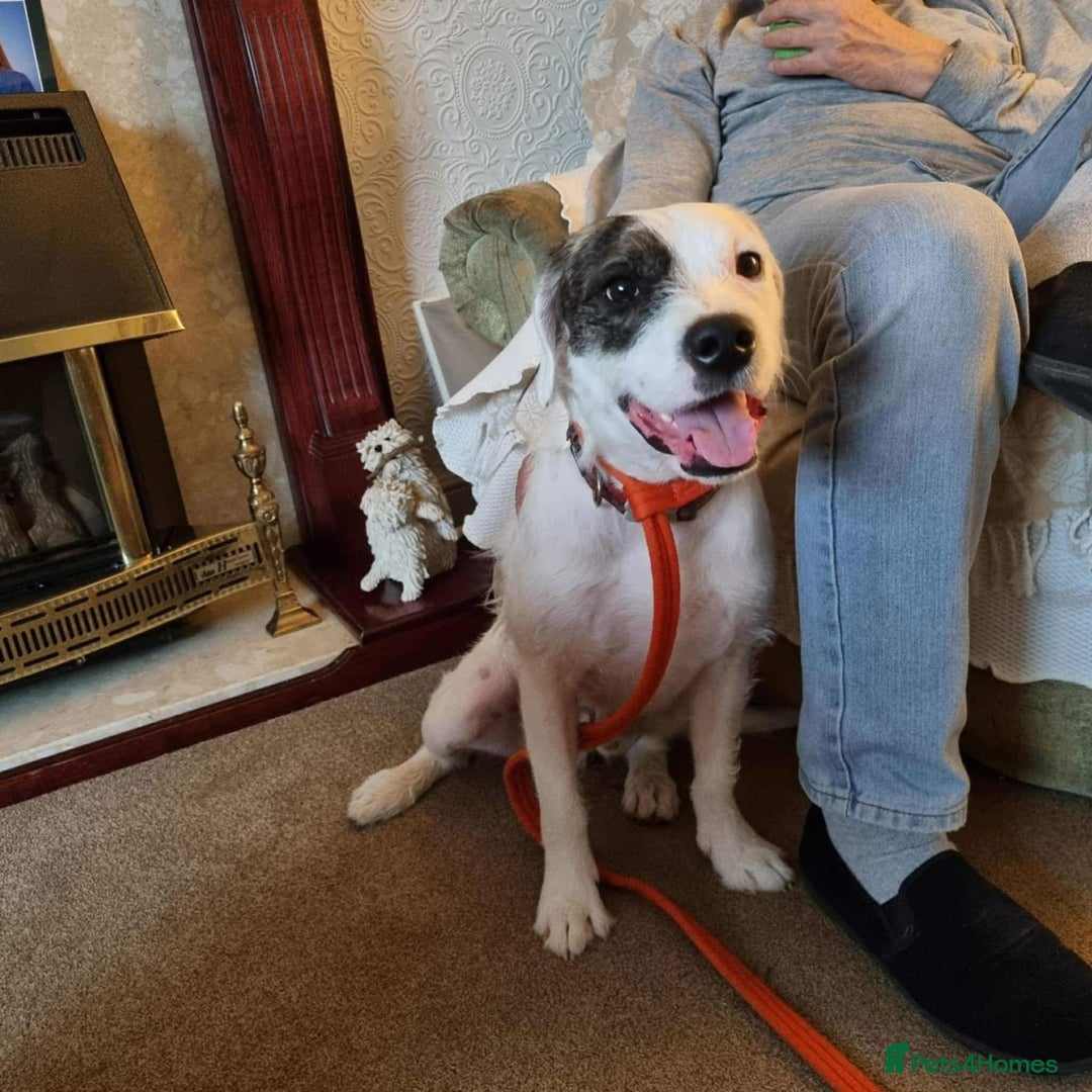 Mixed Breed dogs for adoption: Artemis - Fakenham Norfolk  - Image 2