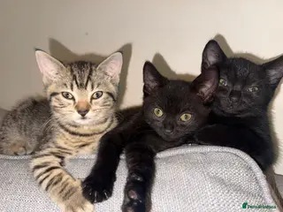 Mixed Breed cats Kittens, 2 black, 2 tabby in London - Advert 1