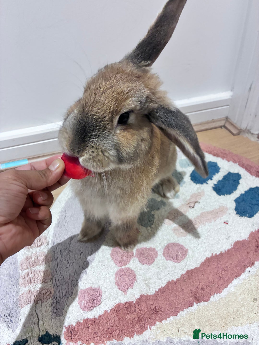 Mixed Breed rabbits for sale: Adorable Bunny Looking for a Loving Home - Advert 3
