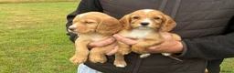 Cocker Spaniel dogs for sale: WORKING COCKER SPANIELS  - Advert 3