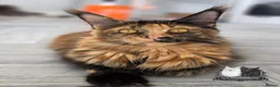 Maine Coon cats for sale: 2 Beautiful TICA Registered Maine Coon Kittens - Advert 22