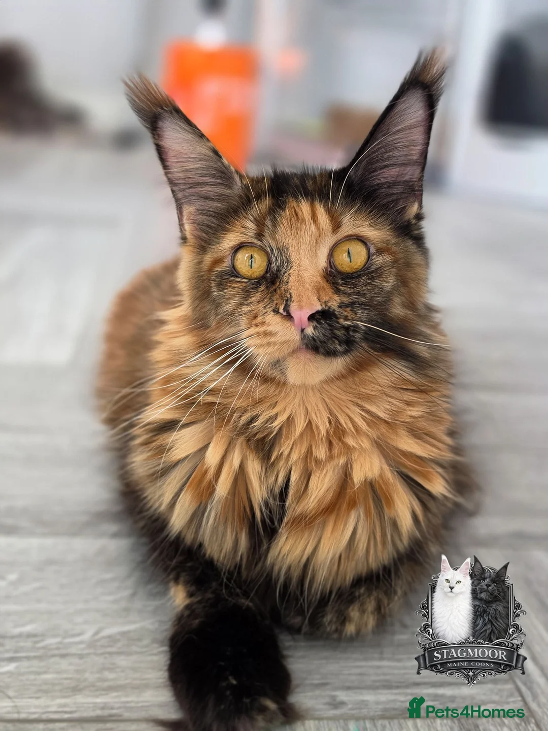 Maine Coon cats for sale: 2 Beautiful TICA Registered Maine Coon Kittens - Advert 22
