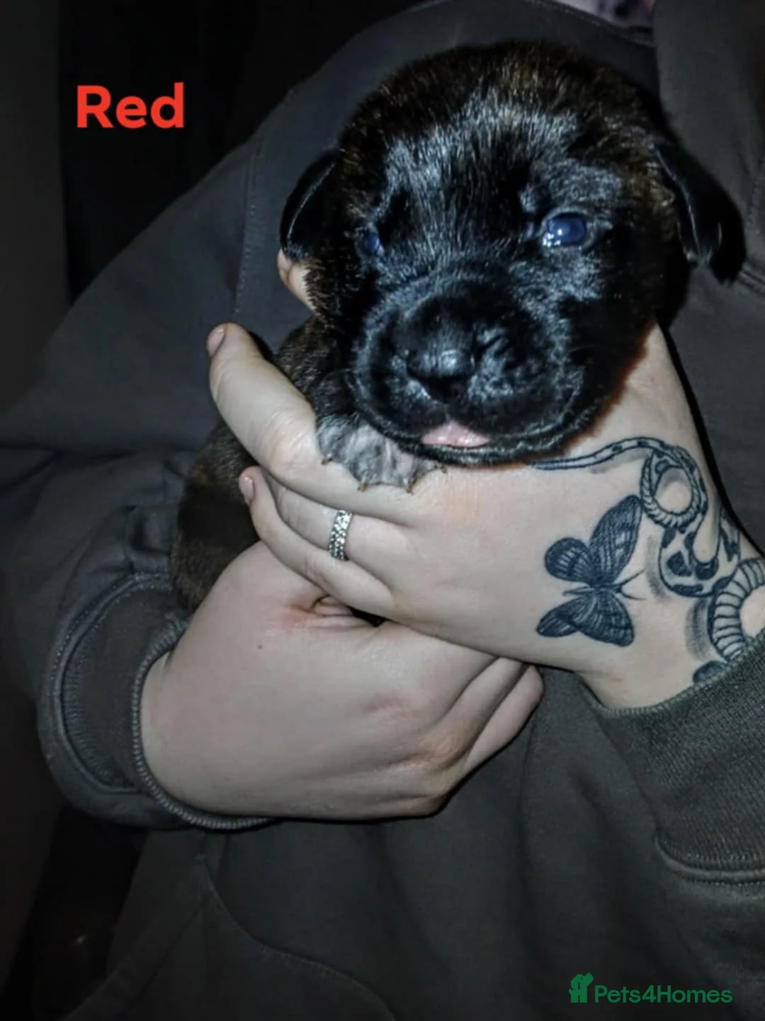 Mixed Breed dogs for sale: CANE CORSO X PRESA CANARIO PUPS £750 - Advert 11