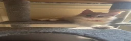 Maine Coon cats for sale: Pure mainecoon kittens DNA health tested parents.  - Advert 21