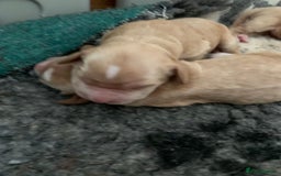 Cocker Spaniel dogs for sale: KC Registered Quality Show Type Cocker Puppies   - Image 13