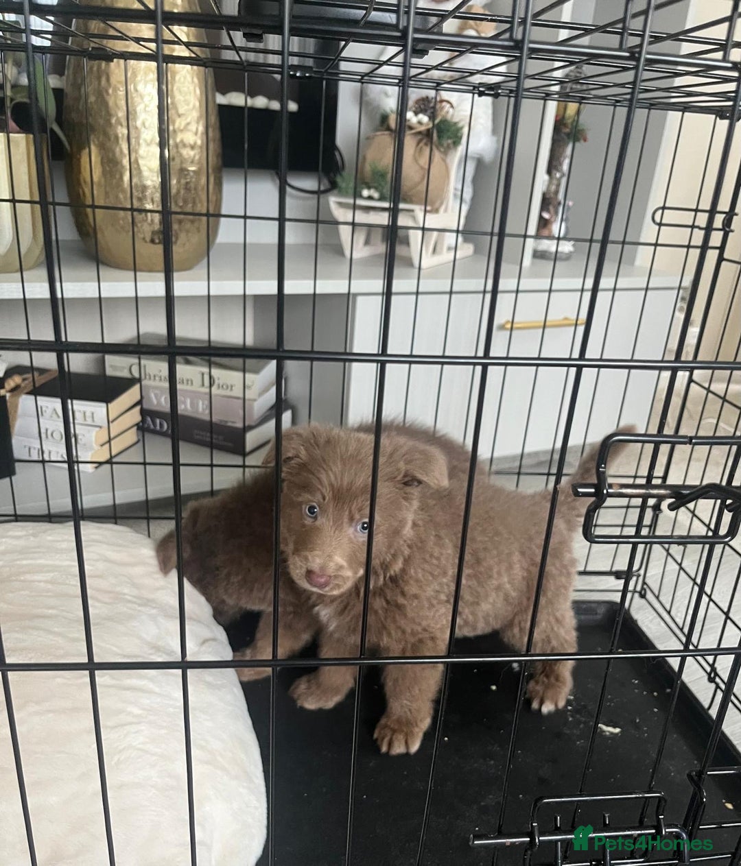 German Shepherd dogs for sale: Working KC GSD German shepherd puppies  - Advert 24