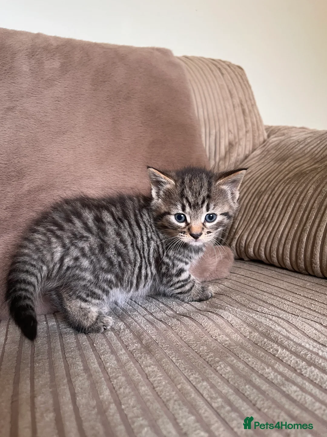 Mixed Breed cats for sale: Grey and black striped kittens For Sale - Advert 2
