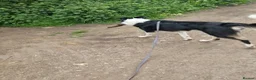 Border Collie dogs for sale: Border collie Peter  - Advert 4