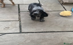 Cocker Spaniel dogs for sale: Blue roan show cocker spaniel  - Image 2