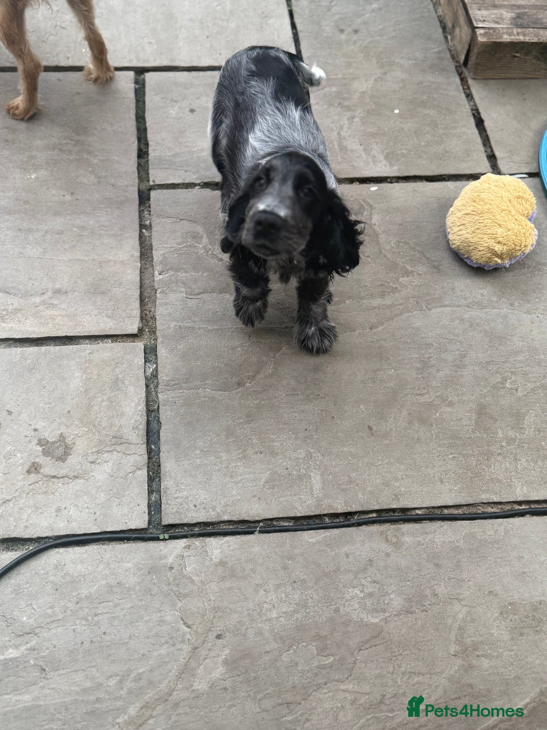Cocker Spaniel dogs for sale: Blue roan show cocker spaniel  - Image 2