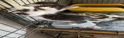 Mixed Breed cats for sale: Black and white female still available  - Advert 6