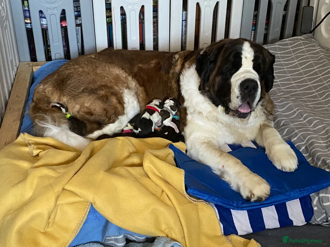 Saint Bernard dogs for sale: (Last 3) Gorgeous Saint Bernard puppies available  - Advert 2