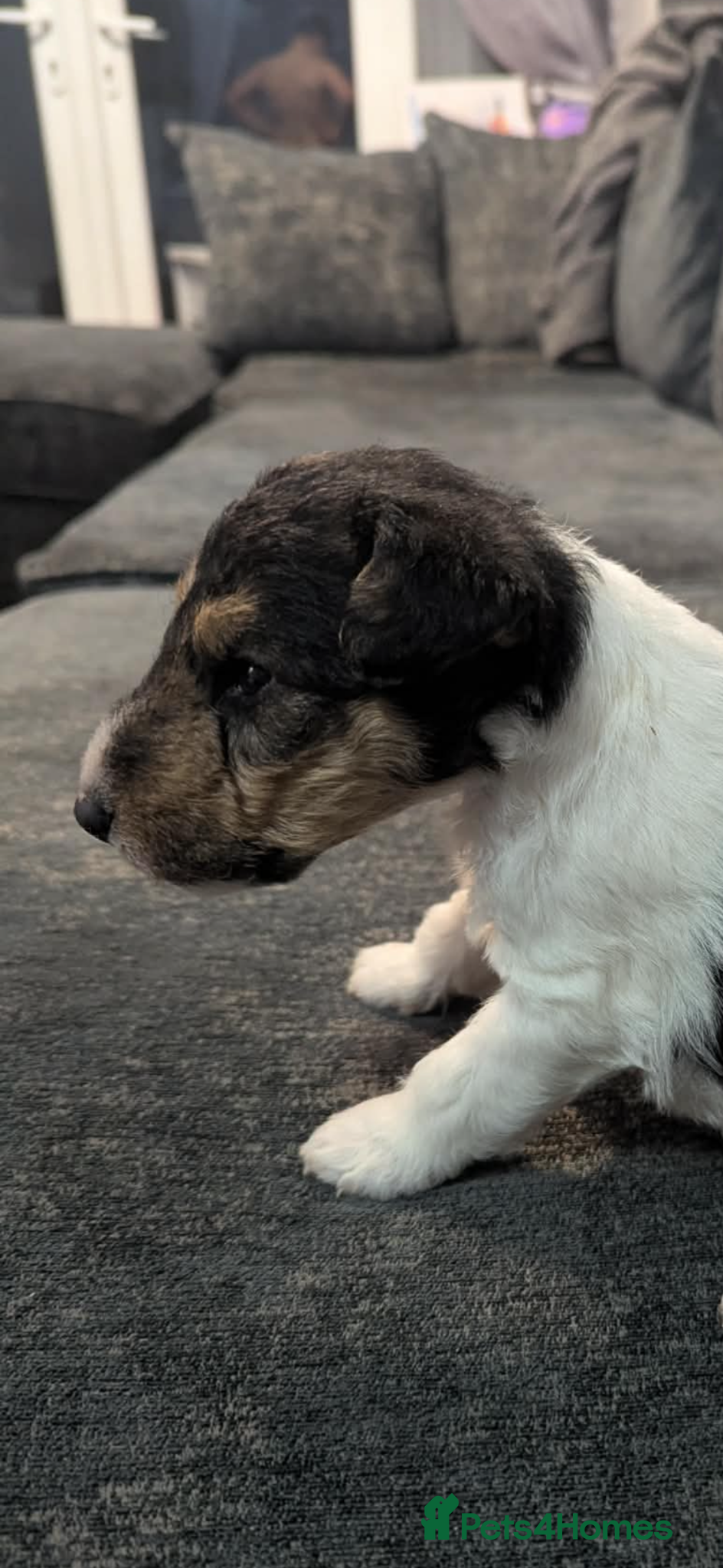 Fox Terrier dogs for sale: Wire haired fox terrier - Advert 27