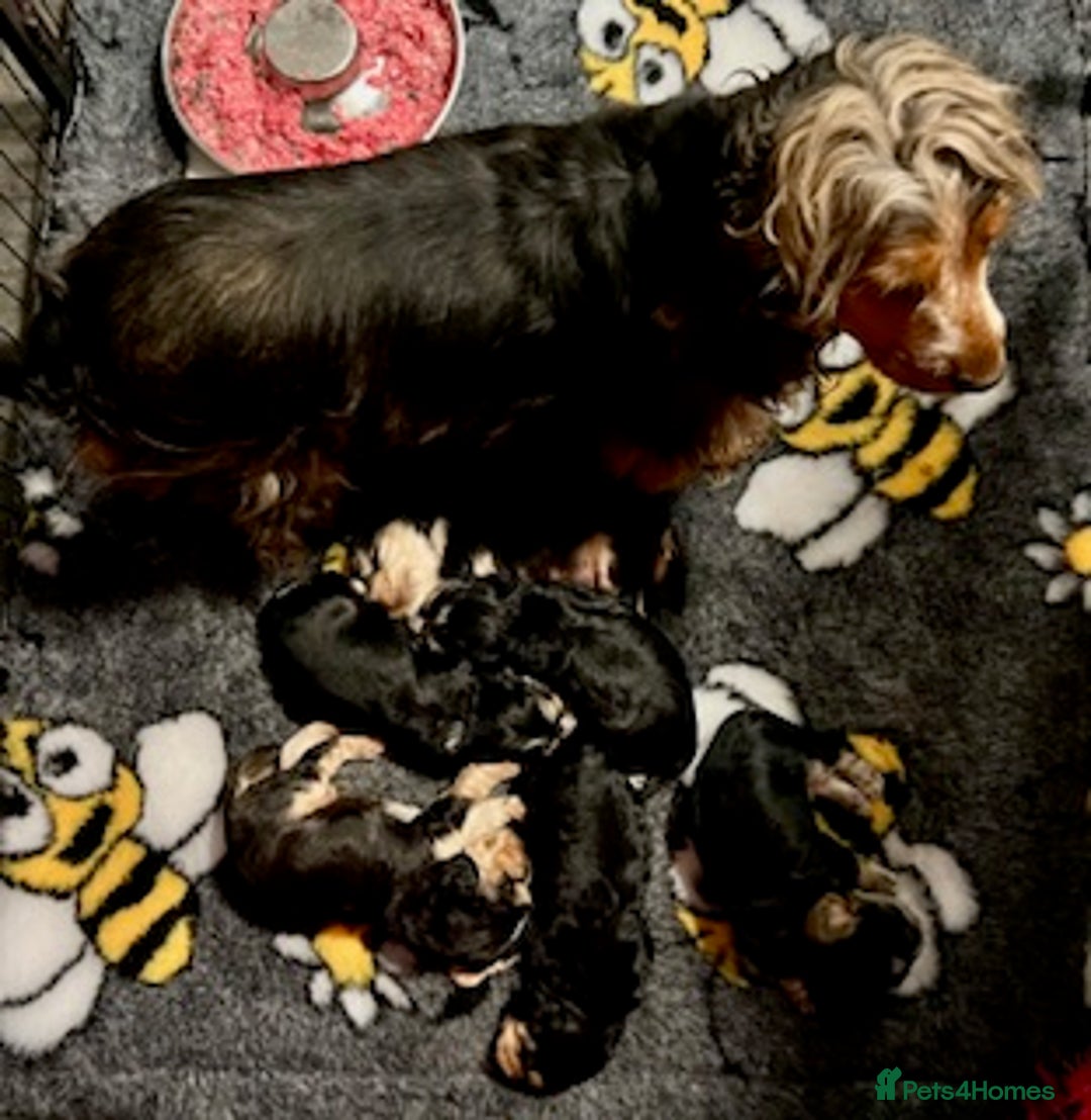 Cocker Spaniel dogs for sale: Show Cocker Spaniel puppies from DNA tested parent - Advert 3