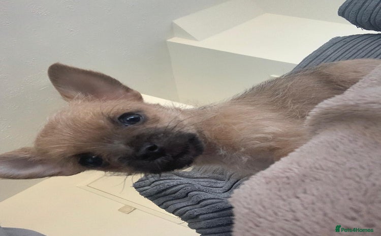 Chorkie dogs 8 week old chorkie male puppy - Advert 8