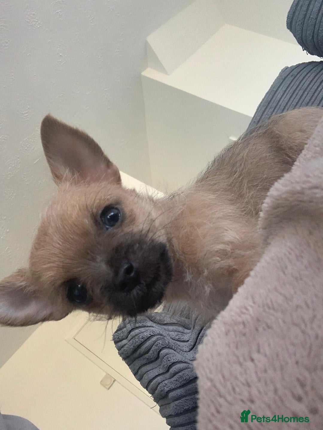 Chorkie dogs for sale: 8 week old chorkie male puppy - Advert 1