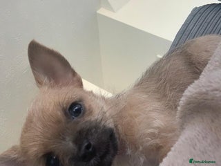 Chorkie dogs 8 week old chorkie male puppy - Advert 2