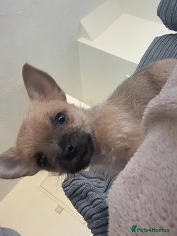 Chorkie dogs 8 week old chorkie male puppy - Advert 4