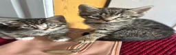 Mixed Breed cats for sale: 5 beautiful tabby kittens  in Ilford - Advert 3