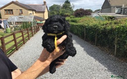 Cockapoo dogs for sale: COCKAPOO PUPS. READY TO LEAVE. - Image 8