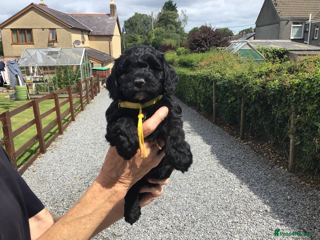 Cockapoo dogs for sale: COCKAPOO PUPS. READY TO LEAVE. - Image 8