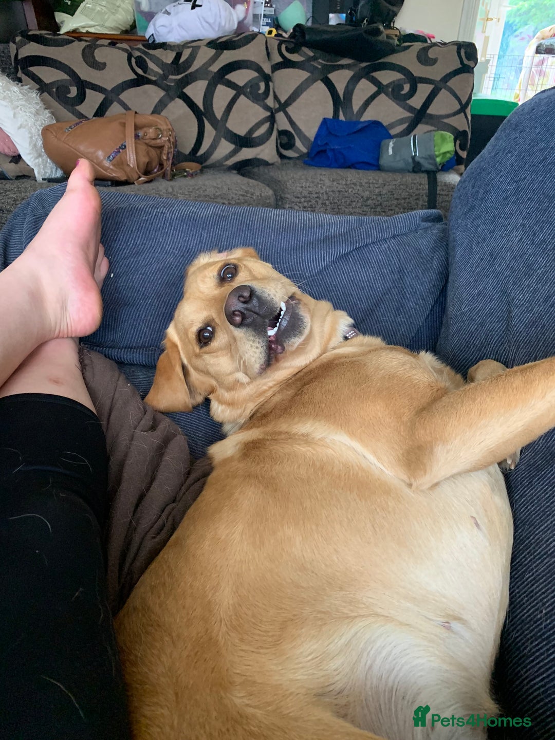 Labrador Retriever dogs for sale: Pedigree female Red Fox Labrador Retriever for  - Advert 15