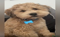 Lhasapoo dogs for stud: Lhasapoo Stud  - Image 1
