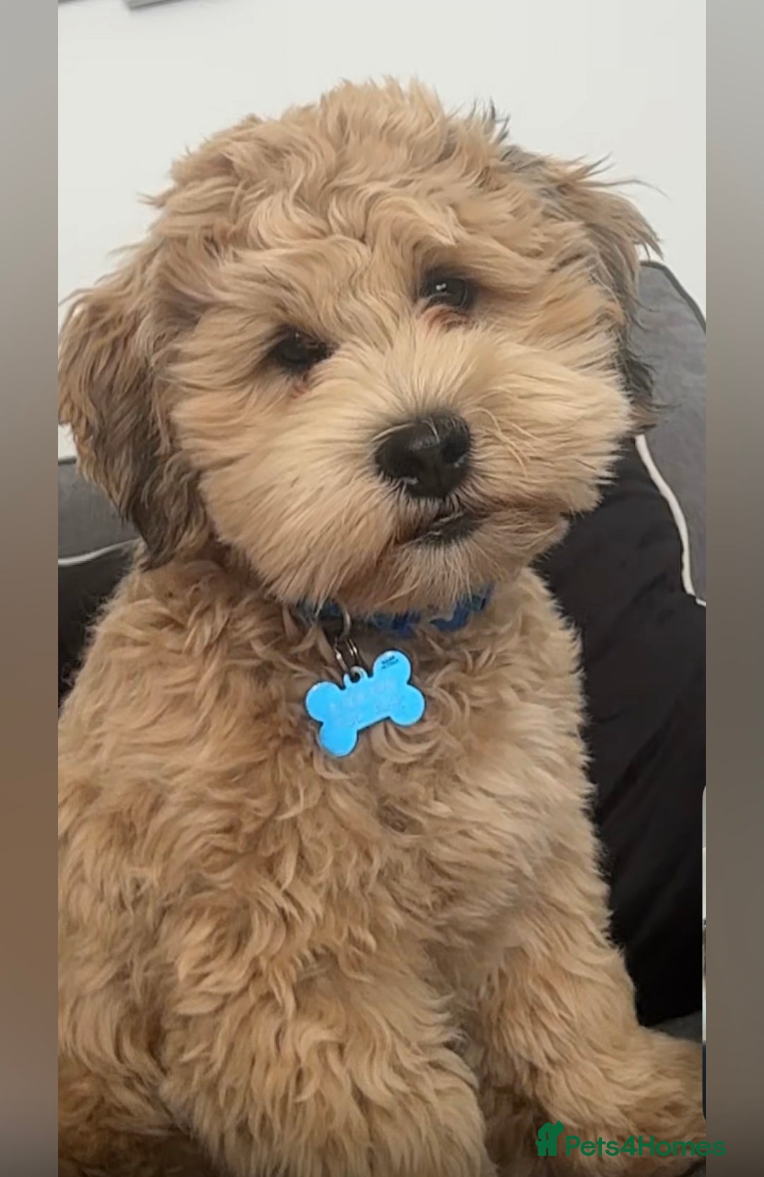 Lhasapoo dogs for stud: Lhasapoo Stud  - Image 1