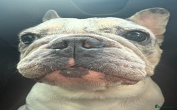 French Bulldog dogs for sale: Beautiful 3 year old Merle frenchie Dolly - Image 2