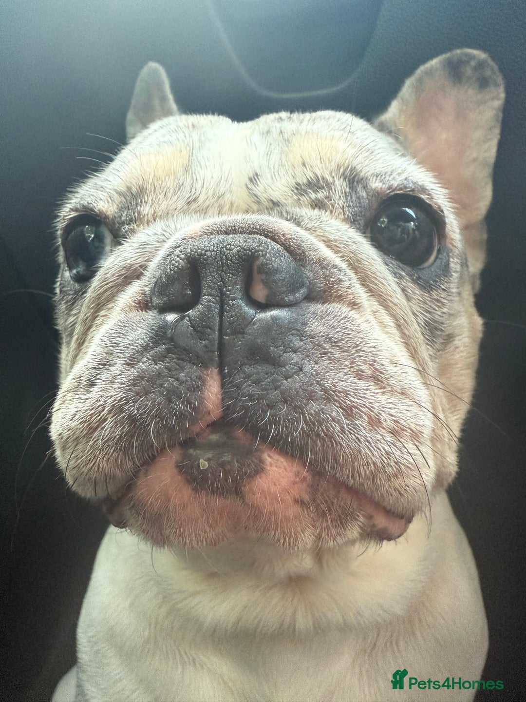 French Bulldog dogs for sale: Beautiful 3 year old Merle frenchie Dolly - Image 2