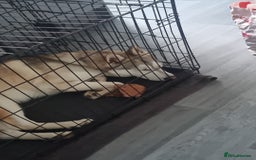 Shepsky dogs for sale: 9 Month old Male Shepski  - Advert 1