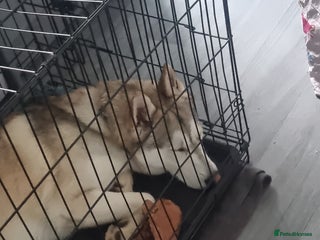 Shepsky dogs for sale: 9 Month old Male Shepski - Advert 1
