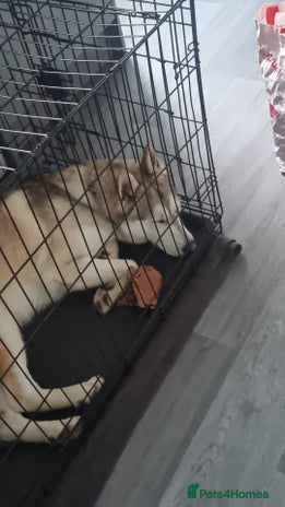 Shepsky dogs 9 Month old Male Shepski - Advert 2