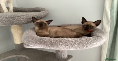 Tonkinese cats - Advert 14